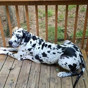 Meet your Posher, Dave